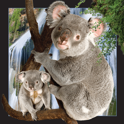 lenticular-3D-card-manufacturer-danmark-koala