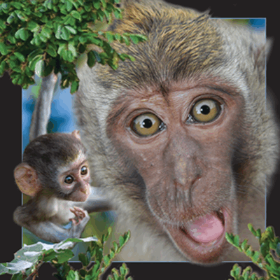 lenticular-3D-card-manufacturer-denmark-java-macaque-abe