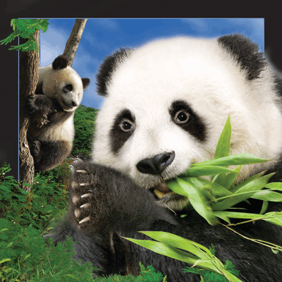 lenticular-3D-card-manufacturer-denmark-panda