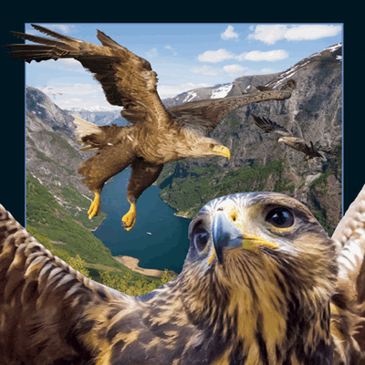 lenticular-3D-cards-birds_of_prey