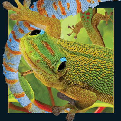 lenticular-3D-cards-magnets-buy-online-denmark-gecko