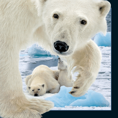 lenticular-3D-cards-polarbear_cub