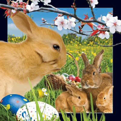 lenticular-3D-cards-worth-keeping-buy-online-shop-easter-bunny