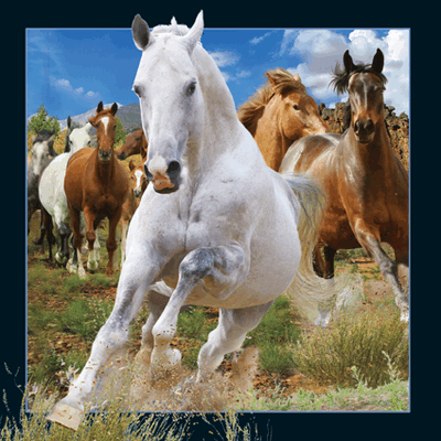 lenticular-3D-cards-worth-keeping-buy-online-shop-horses