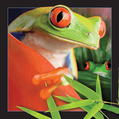 lenticular-3D-cards-worthkeeping-buy-online-shop-frog
