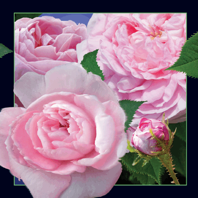 lenticular-3D-company-products-buy-online-danmark-flower-rose_rosa