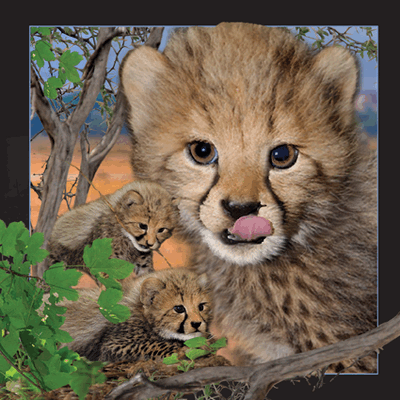 lenticular-3D-postcard-manufacturer-denmark-cheetah