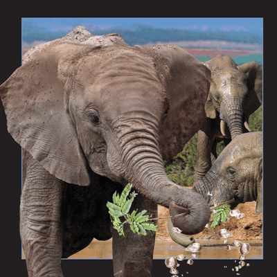 lenticular-3D-postcard-manufacturer-elephant