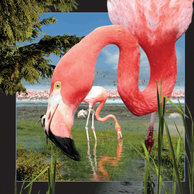 lenticular-3D-postcard-manufacturer-flamingo