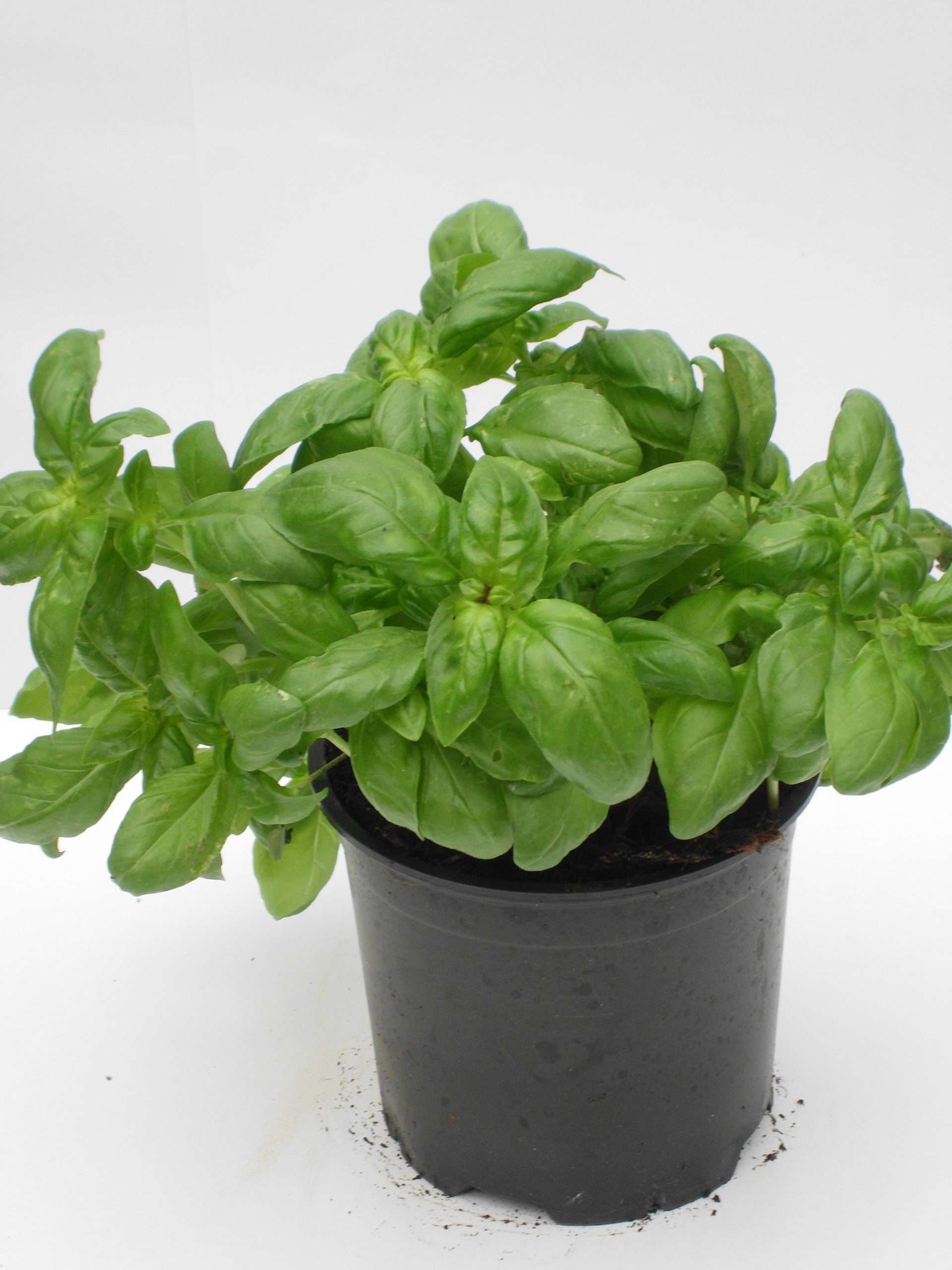 Basilic (pot) Le potager du bien manger