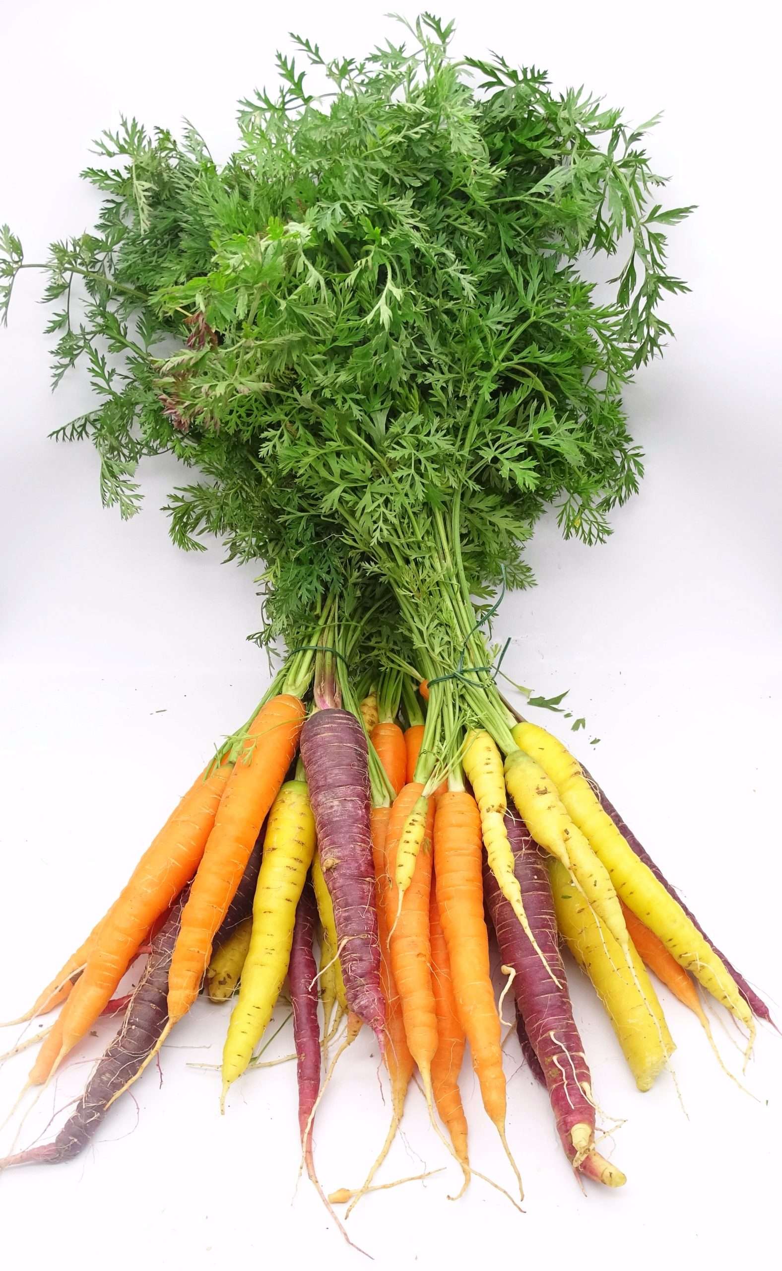Carottes fanes couleurs (botte) Le potager du bien manger