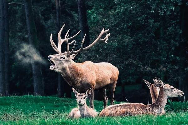 Forestia - Dierenpark + Avonturenpark