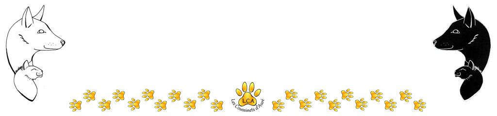 Bande-Chien-Chat-Pattes