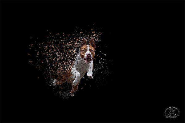 Effet Dispersion - Photographie Animalière - Odin