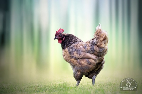 Photographie Animalière Poule | Effet fond dynamique