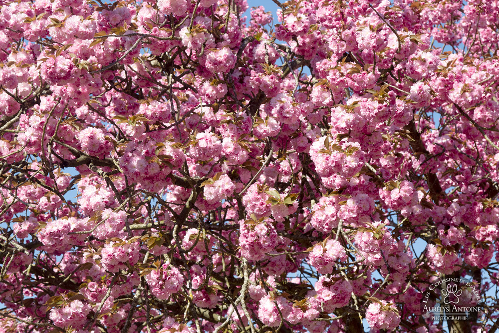 Photographe extérieur Printemps - Cerisiers aux fleurs roses - Bouquets des fleurs de cerisier