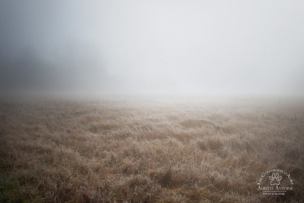 Photographe extérieur Automne hiver - Paysage dans le brouillard de Seine et Marne