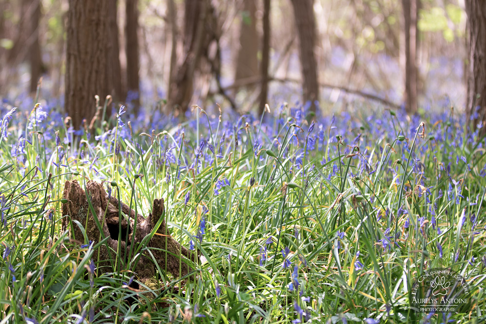 Photographe extérieur Printemps - Parterre de Jacinthes sauvages des sous-bois