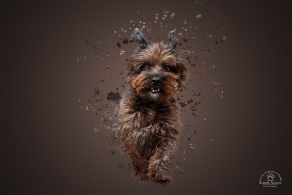 Effet Dispersion - Photographie Animalière - Chien, Ebène