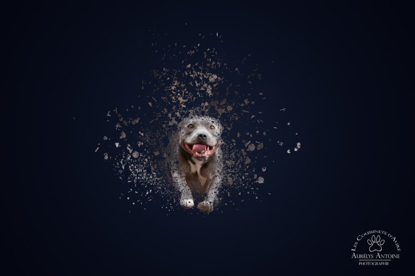 Effet Dispersion - Photographie Animalière - Chien, Néro
