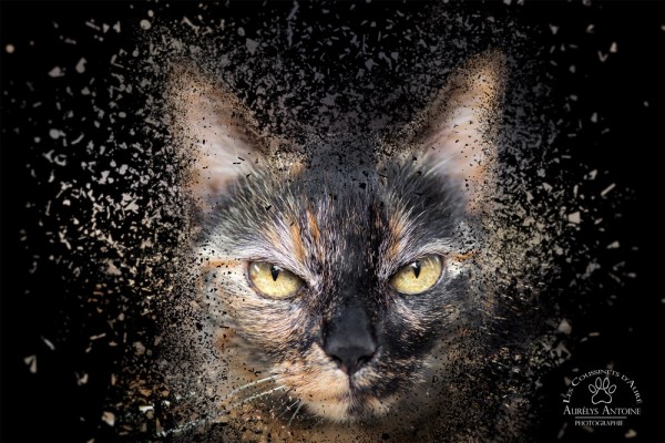 Effet Dispersion - Photographie Animalière - Photographie féline