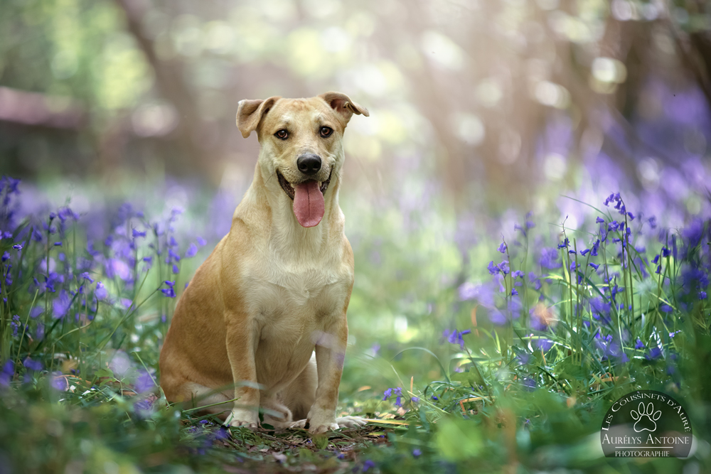Photographe animalier 77 Canine | Soka, berger créole