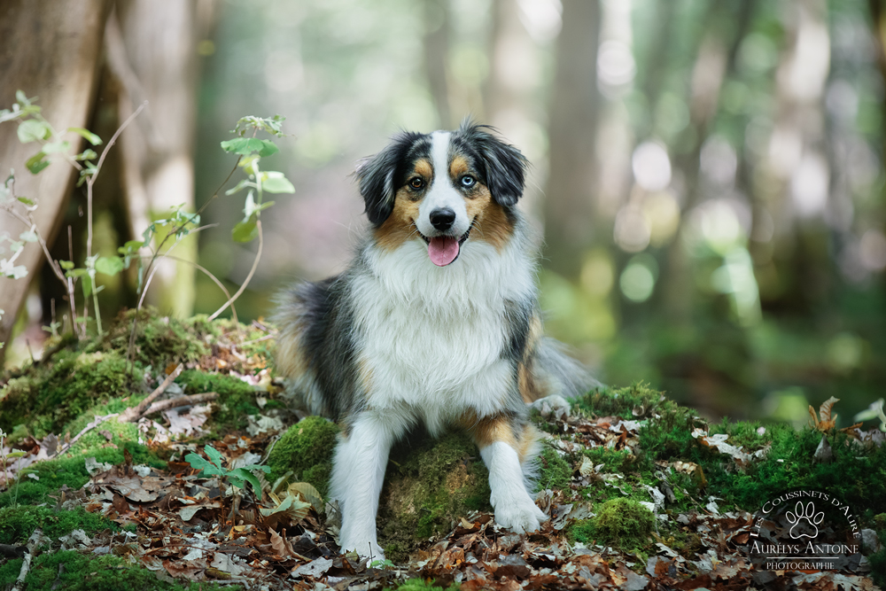 Photographe animalier 77 Canine | Reyko, berger americain