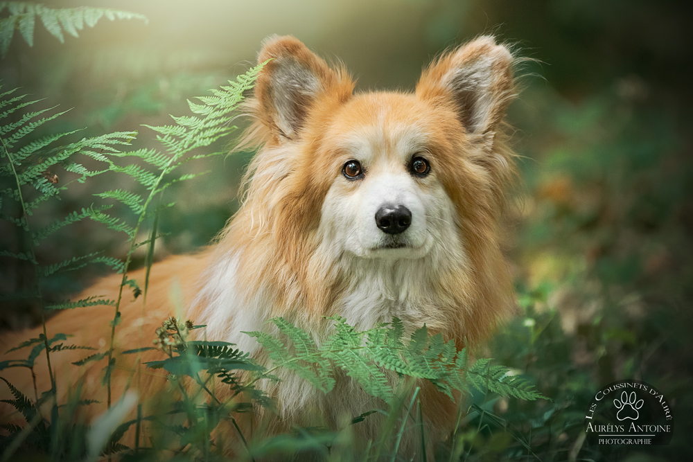 Photographe animalier 77 Canine | Fanta, welsh corgi pembroke