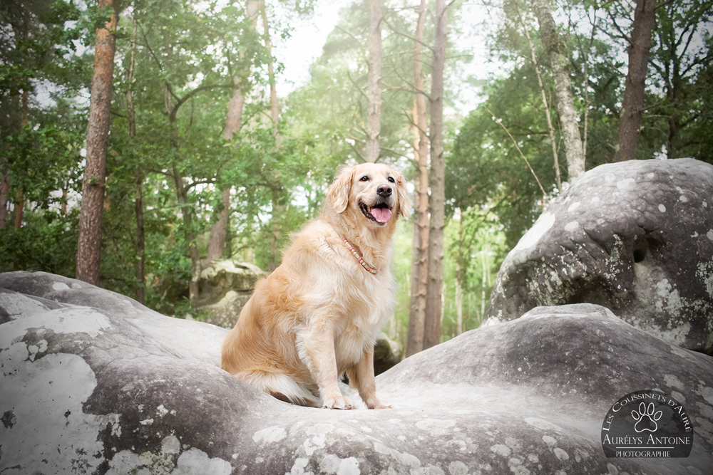 Photographe animalière 77 - portrait canin Lanka, Golden Retriever. Forêt de Fontainebleau