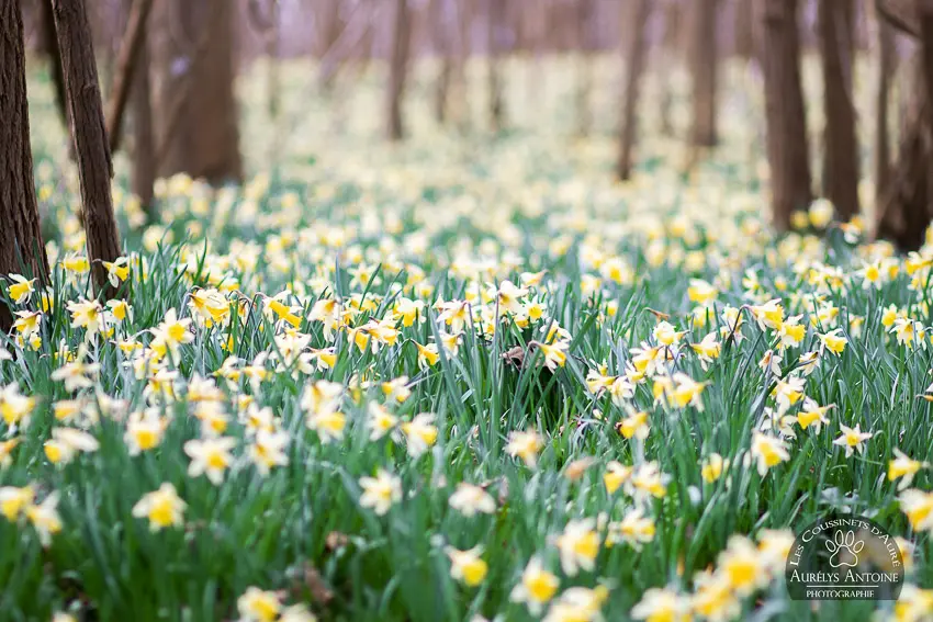 Photographe extérieur Printemps - Parterre de Jonquilles - Photographe 77