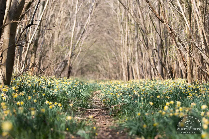 Photographe extérieur Printemps - Parterre de Jonquilles - Photographe 77