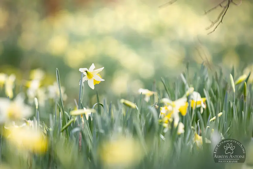 Photographe extérieur Printemps - Parterre de Jonquilles - Photographe 77