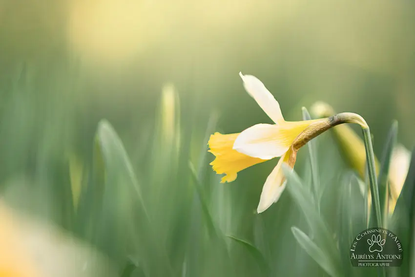 Photographe extérieur Printemps - Parterre de Jonquilles, fleur gros plan - Photographe 77