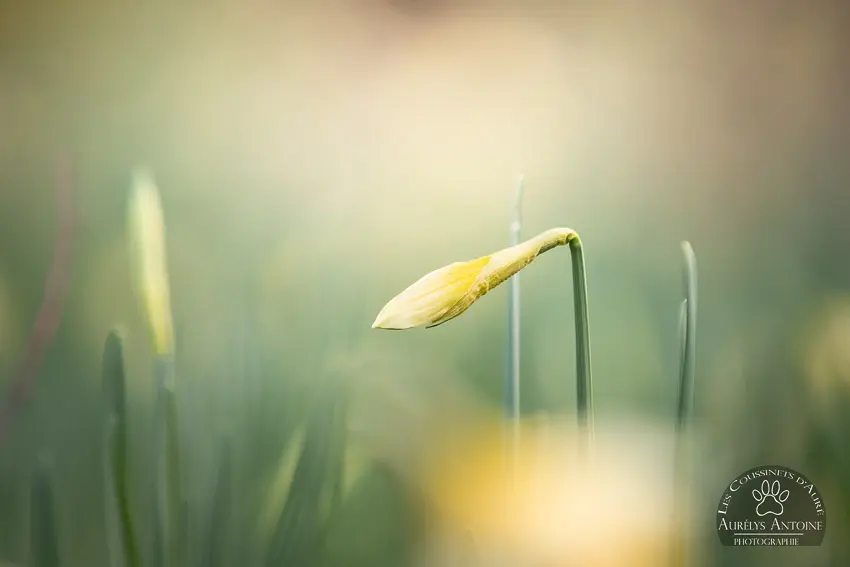 Photographe extérieur Printemps - Parterre de Jonquilles, fleur gros plan, en bourgeon - Photographe 77