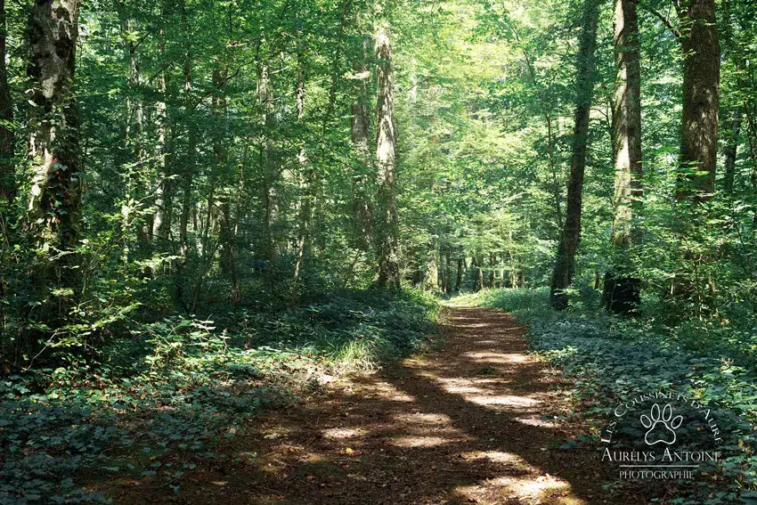Photographe extérieur Forêts domaniales 77 - Grand chemin de traversé de la forêt entouré de magnifiques arbres aux couleurs verdoyantes - Photographe Famille, chien, chat 77
