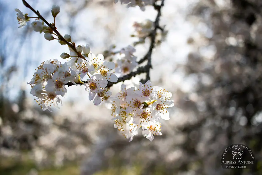 Arbre fruitier en fleur. Zoom sur les fleurs blanches.