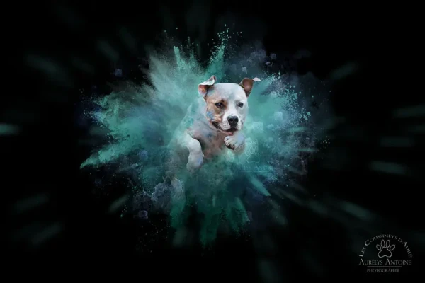 Effet Poudre colorée - Photographie Animalière 77