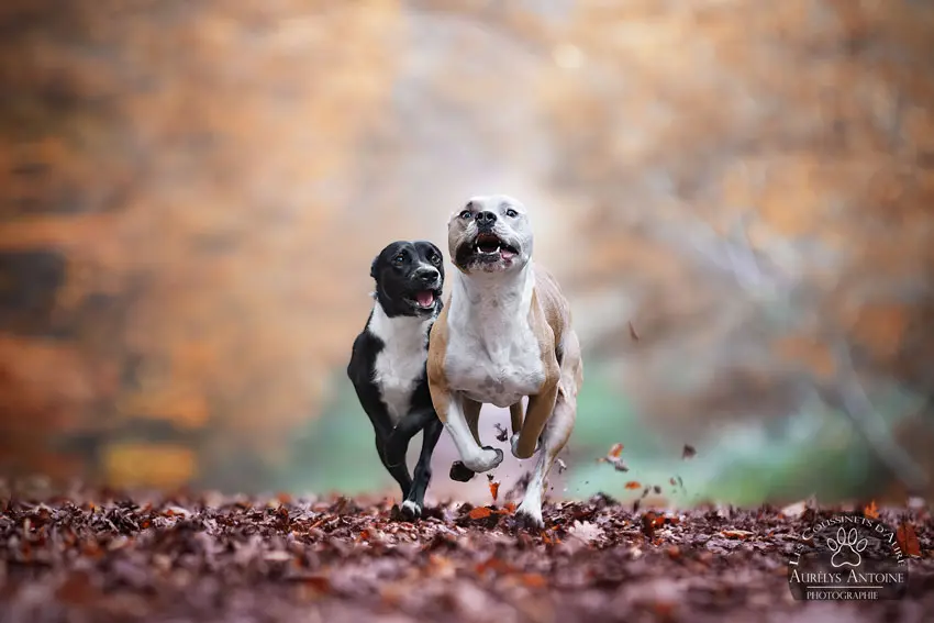 Photographie animalière - Portrait Canin - Photographe Famille, animaux, chien, chat chevaux 77