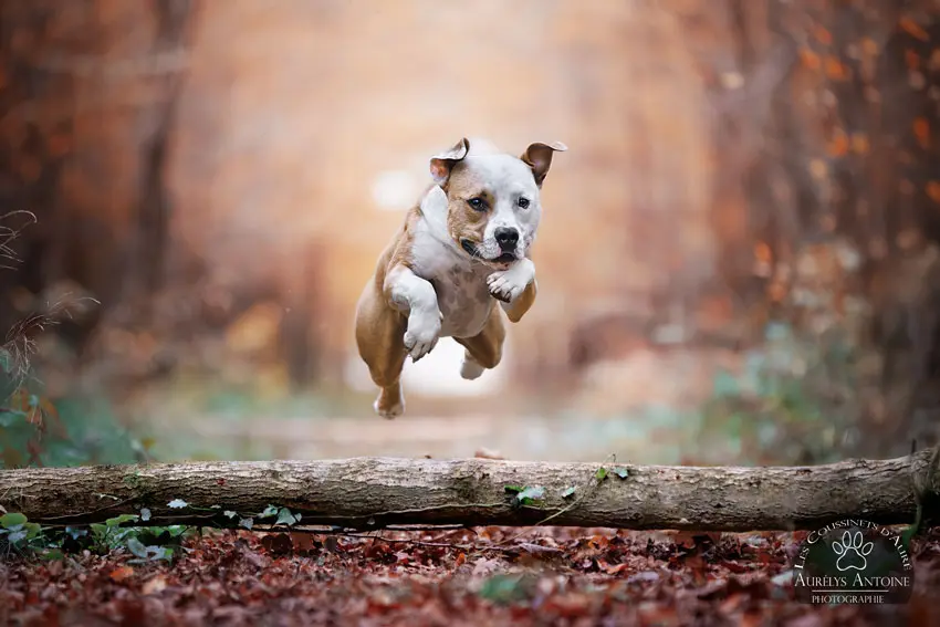 Photographie animalière - Portrait Canin - Photographe Famille, animaux, chien, chat chevaux 77