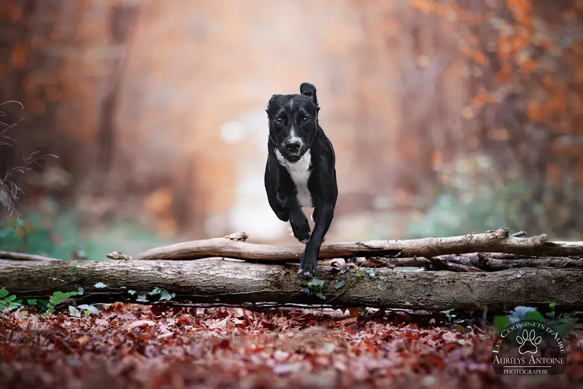 Photographie animalière - Portrait Canin - Photographe Famille, animaux, chien, chat chevaux 77