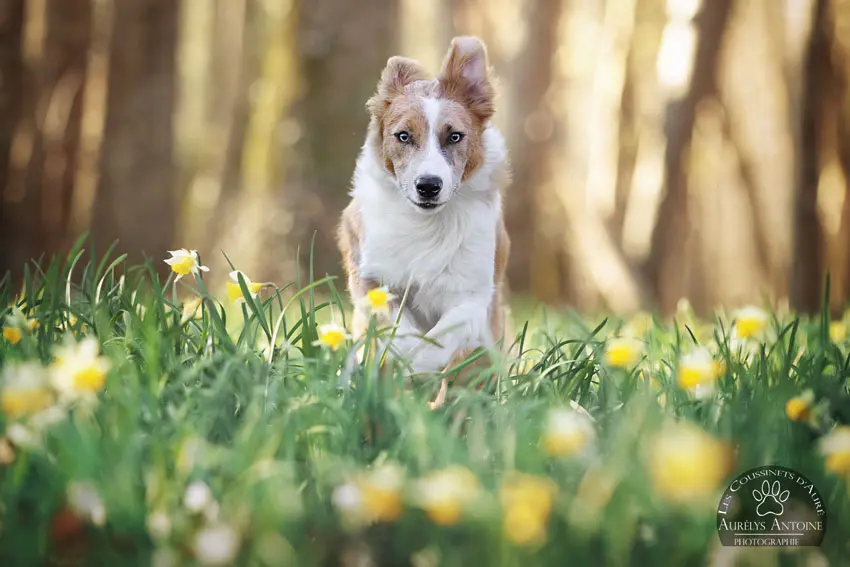 Photographie animalière - Portrait Canin - Photographe Famille, animaux, chien, chat chevaux 77