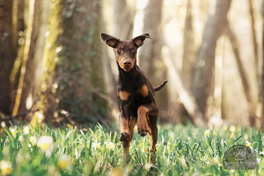 Photographie animalière - Portrait Canin - Photographe Famille, animaux, chien, chat chevaux 77