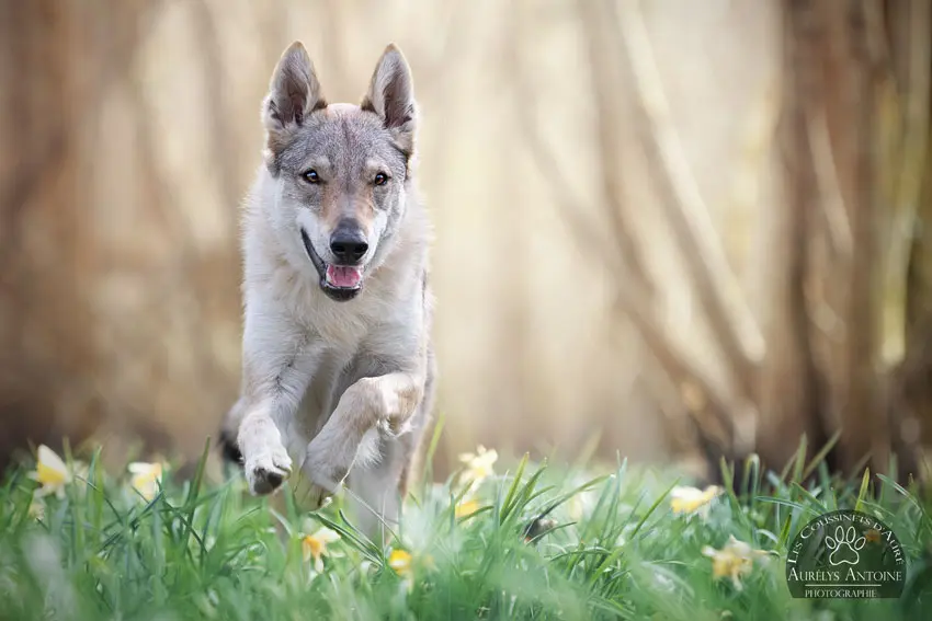 Photographie animalière - Portrait Canin - Photographe Famille, animaux, chien, chat chevaux 77