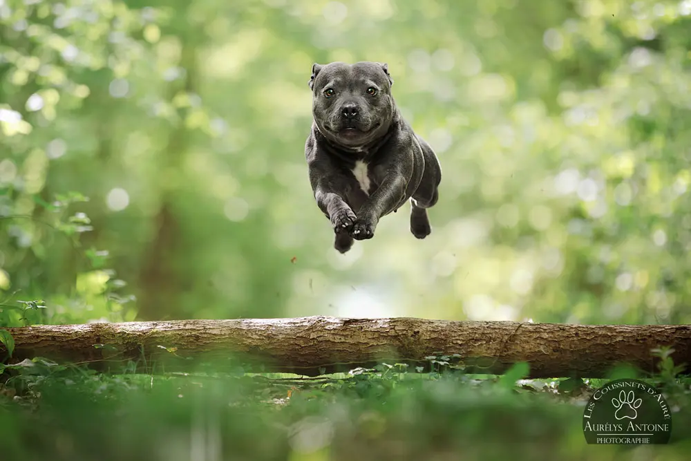 Photographie animalière - Portrait Canin - Photographe Famille, animaux, chien, chat chevaux 77
