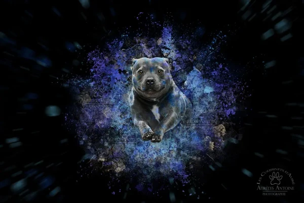 Effet Poudre colorée - Photographie Animalière 77