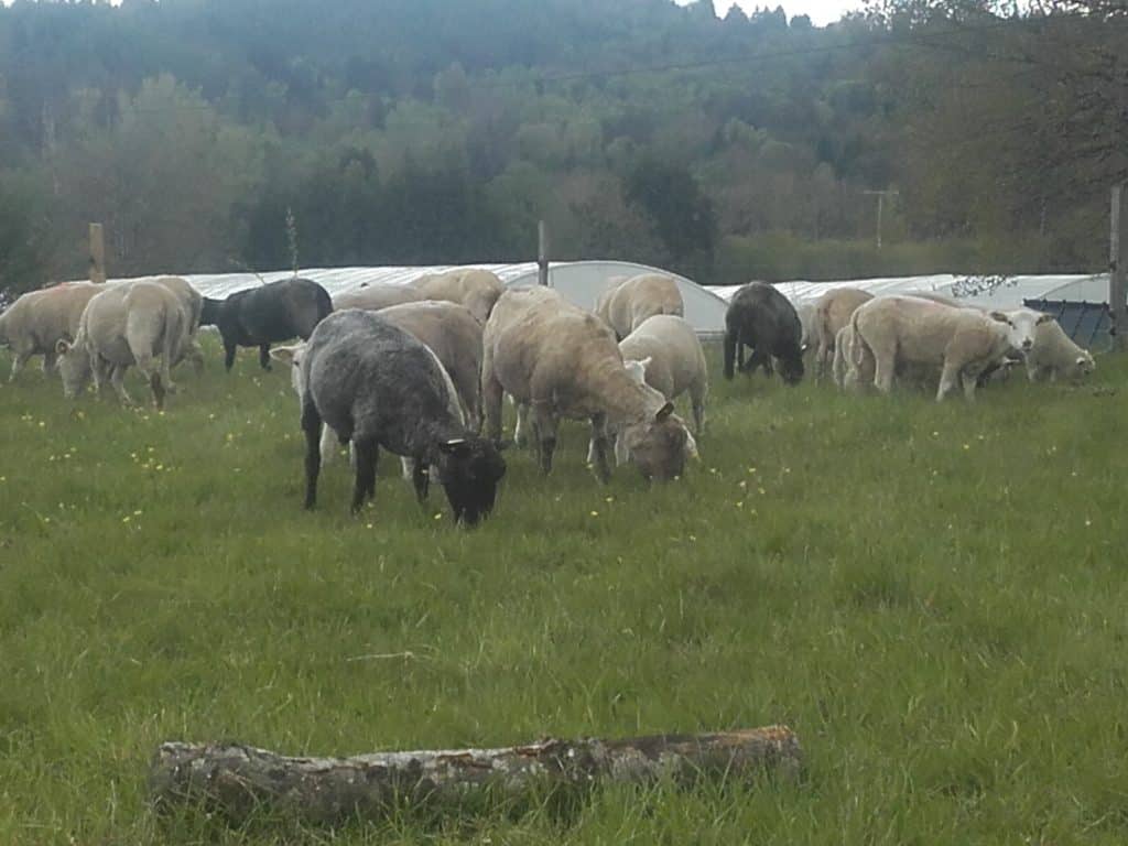 schapen