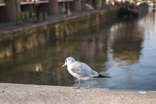 Meeuw op de Regentessebrug