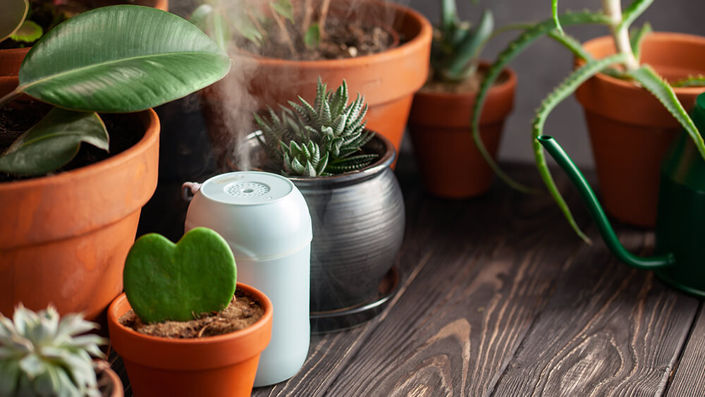 Luftfukter planter helse