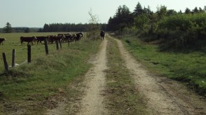 skjern å 2011 - krage 011