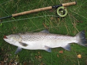 Laksestien 2011 012